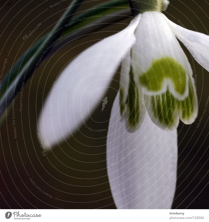 bell overslept Flower Blossom White Blossom leave Botany Summer Spring Fresh Growth Plant Red Background picture Winter Snowdrop Macro (Extreme close-up)
