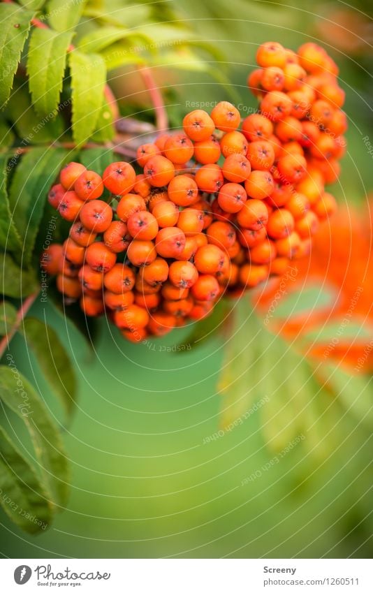 mountain ash Nature Plant Summer Leaf Fruit Rowan tree Rowan tree leaf Park Field Forest Hang Small Round Green Red Colour photo Exterior shot Close-up Detail