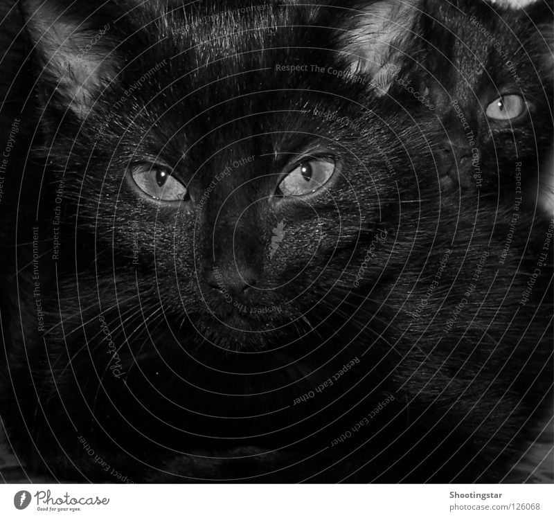 Look me in the eye Cat Whisker Motionless Deep Pet Meow Black Pelt Cuddling Looking Sweet Evil Mammal Cat eyes Observe Eyes 2 Behind one another Cuddly