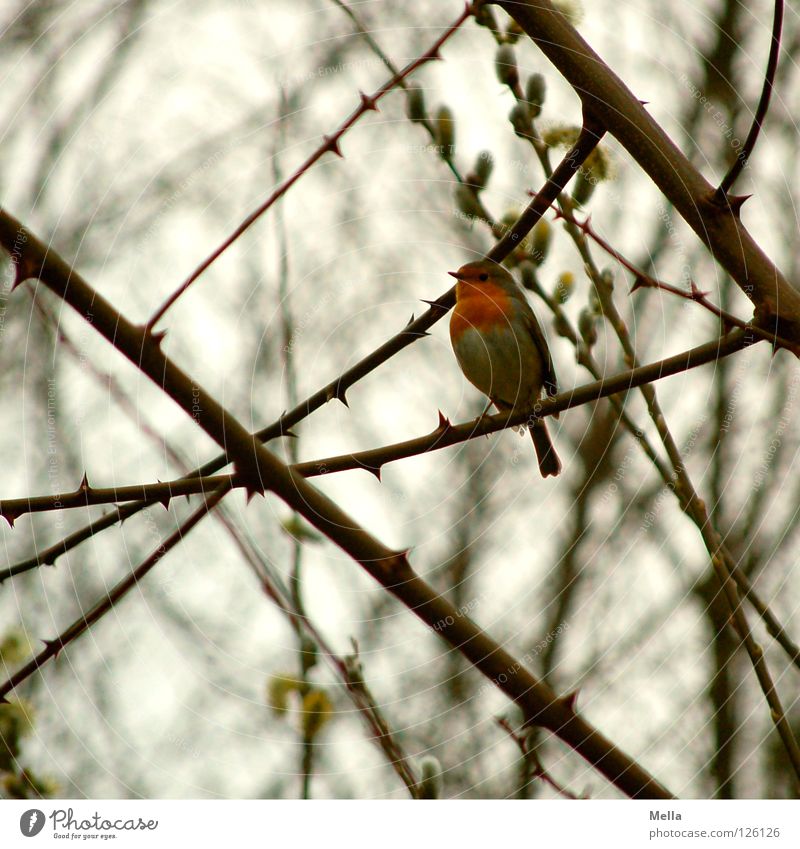 Robin winter (almost spring) Environment Nature Plant Animal Tree Bushes Branch Twigs and branches Bird Robin redbreast 1 Crouch Sit Free Small Natural Cute