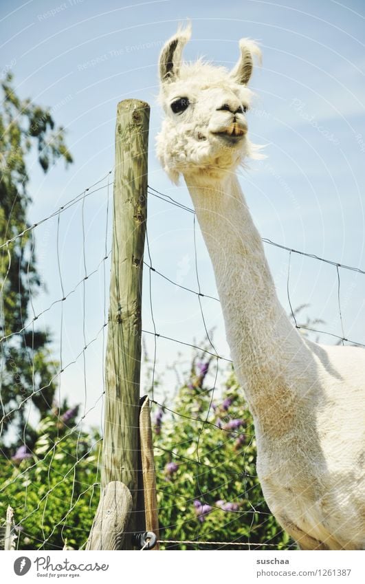 gandalf Fence Pole Enclosure Pasture Plant Llama Animal Neck Pelt Ear Exterior shot Agriculture Petting zoo