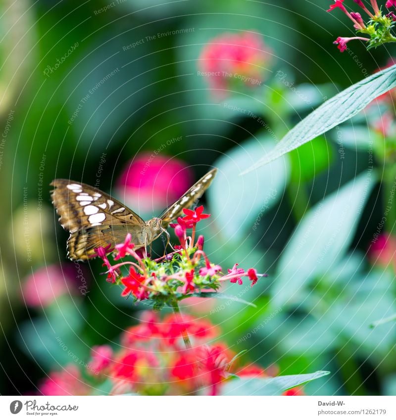 summer messenger Environment Nature Plant Animal Sunlight Spring Summer Beautiful weather Flower Leaf Blossom Foliage plant Garden Park Butterfly Wing Zoo 1
