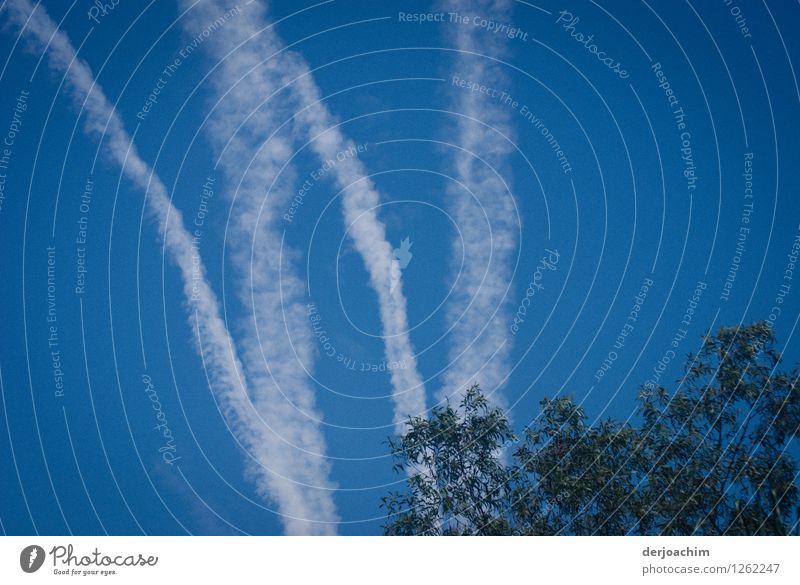 Sky W, contrails in the blue sky. Queensland. Australia. Joy Harmonious Summer Cloudless sky Beautiful weather Tree Park Small Town Aviation Stripe Water