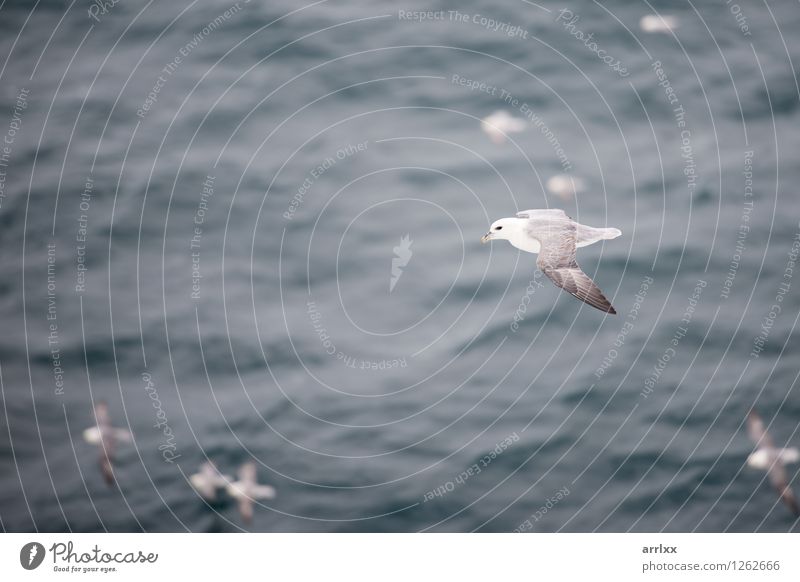 Northern fulmar flying over water Ocean Environment Nature Animal Sky Wind Bird Wing 4 Group of animals Flying Gray White northern Gliding fulmarus glacialis