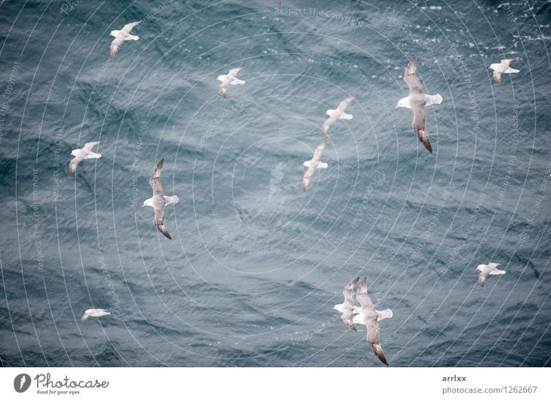 Northern fulmar flying over water Ocean Environment Nature Animal Sky Bird Wing 4 Group of animals Flying Gray White northern Gliding fulmarus glacialis
