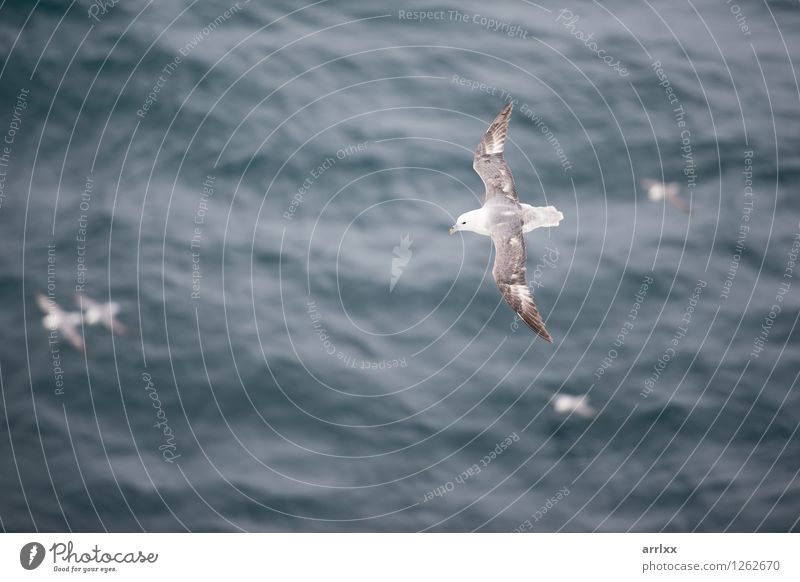 Northern fulmar flying over water Ocean Environment Nature Animal Sky Bird Wing 1 Flying Gray White northern Gliding fulmarus glacialis feathers isolated