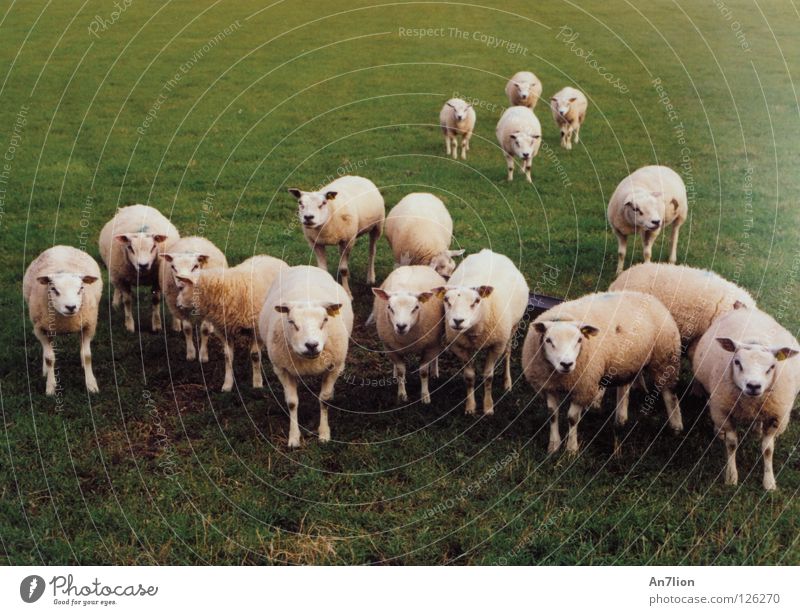 Maeäh her sheep Ameland Sheep Wool Green 17 Baaa Mammal Pasture