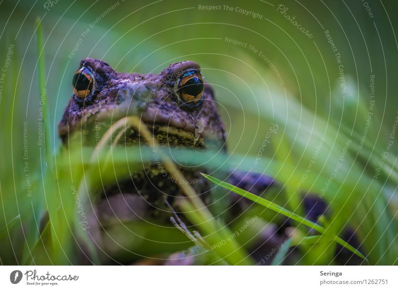 Look here ( Earth Toad ) Nature Landscape Plant Animal Garden Park Meadow Forest Frog Animal face 1 Movement Jump Worm's-eye view Frogs Common toad