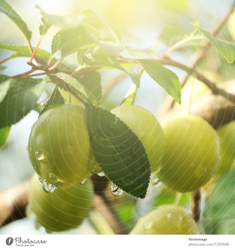 In the morning in the orchard Environment Nature Summer Leaf Fresh Healthy Yellow plum Green Fruit Fruit garden Windfall Bright green Dew Drop Drops of water