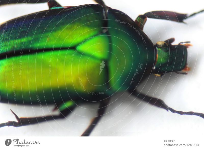 Green Metamorphosis Animal Beetle Insect Rose beetle 1 Movement Glittering Crawl Illuminate Esthetic Exceptional Disgust Exotic Near Natural Design Colour