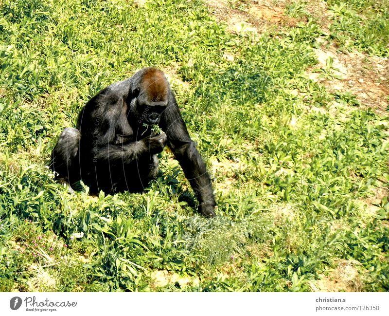 Gorilla gorilla gorilla gorilla Zoo Grass Green Monkeys Animal Mammal western lowland gorilla Nutrition monkey mamma eating