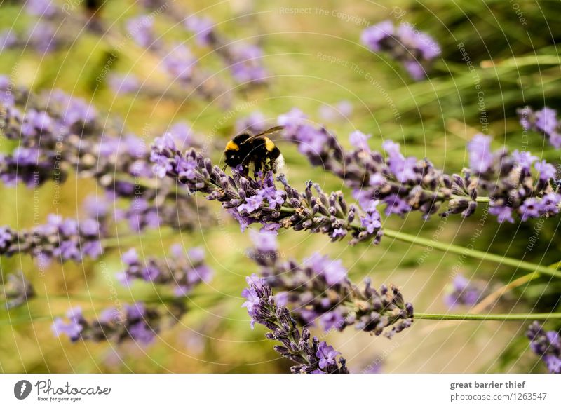 Bumblebee scene Environment Nature Landscape Plant Summer Beautiful weather Foliage plant Garden Meadow Animal Bee 1 Work and employment Multicoloured Yellow