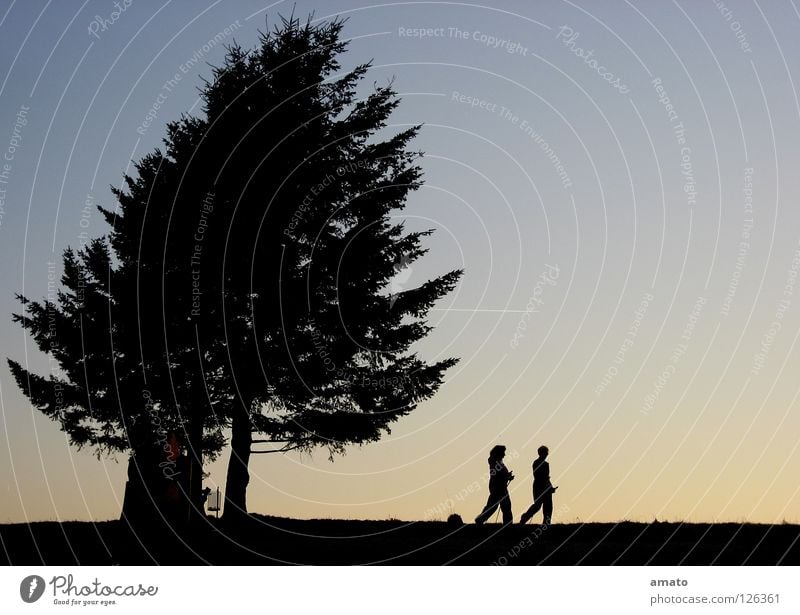 walking Tree Together Nordic walking Dusk Calm Silhouette Playing talkativeness Nature sky building