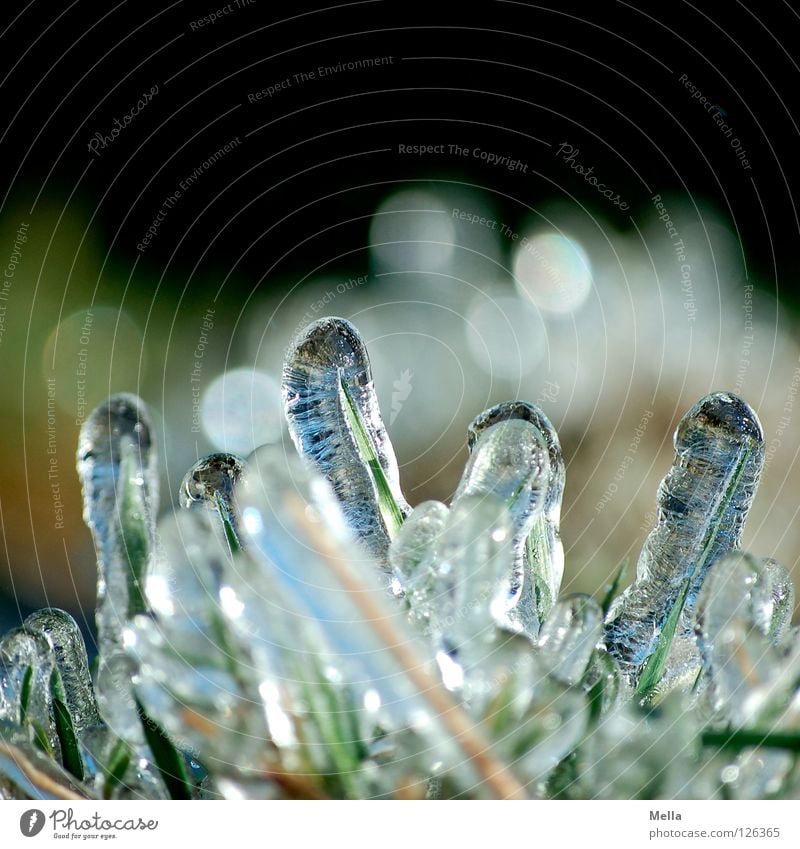 Spring Ice I Environment Nature Plant Winter Frost Grass Blade of grass Glass Glittering Fresh Cold Sustainability Natural Pure Frozen Colour photo