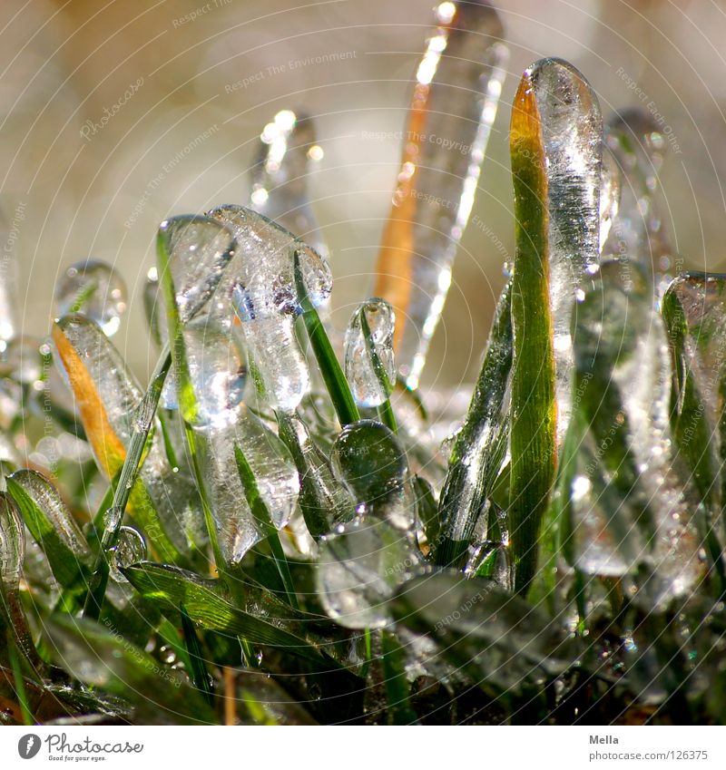 Spring Ice V Environment Nature Plant Winter Frost Grass Blade of grass Glittering Growth Exceptional Fresh Cold Sustainability Natural Green Pure Frozen