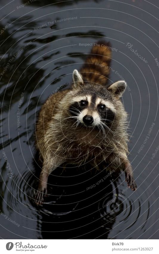 FEED ME! Environment Nature Water Summer Park Lakeside Pond New York City Manhattan Central Park Animal Wild animal Raccoon 1 Looking Stand Wait Brash Small Wet
