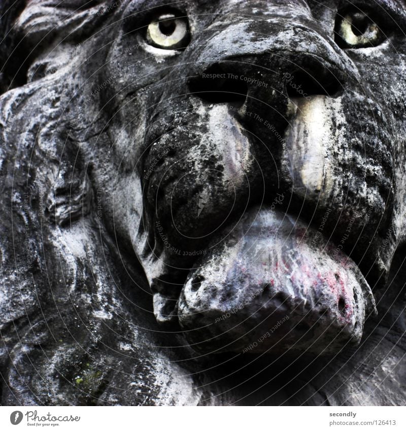 gray lion Lion Acid rain Statue Grief Gray Black Animal Distress Mammal Historic Stone Sadness Tears Old Eyes
