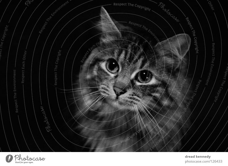 The cat and the sandwich Black & white photo Interior shot Copy Space left Copy Space right Copy Space bottom Bird's-eye view Animal portrait Upward
