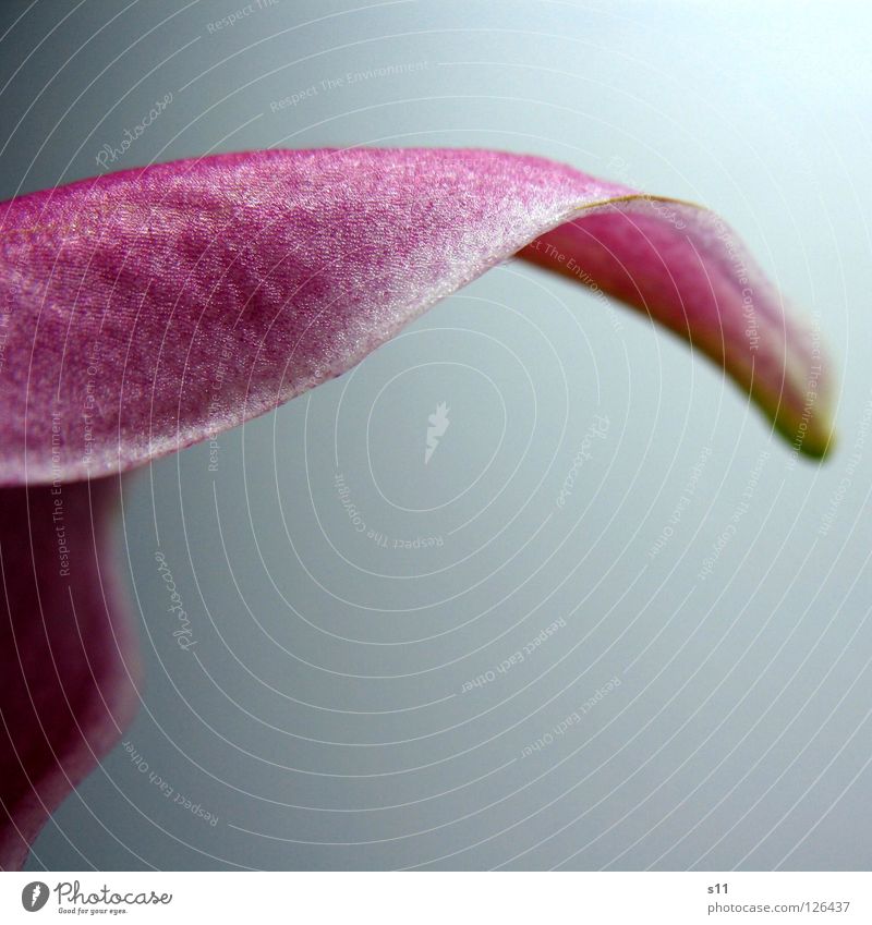 LillyDetail Elegant Beautiful Nature Plant Flower Blossom Modern Green Pink White Transience Lily Blossom leave Curved Undulating Swing part excerpt