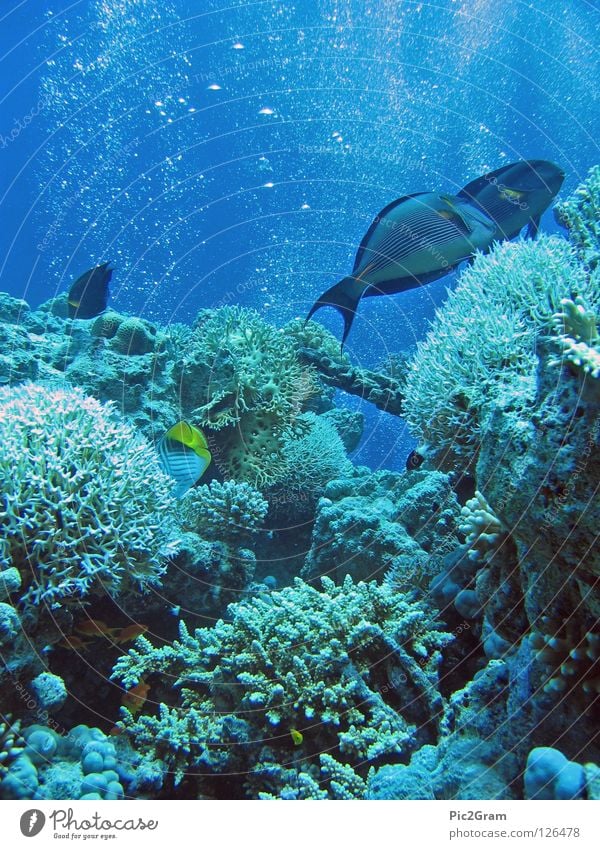 coral reef Coral Air bubble Surgeon fish Ocean Dive Fish reefs Red Sea Underwater photo