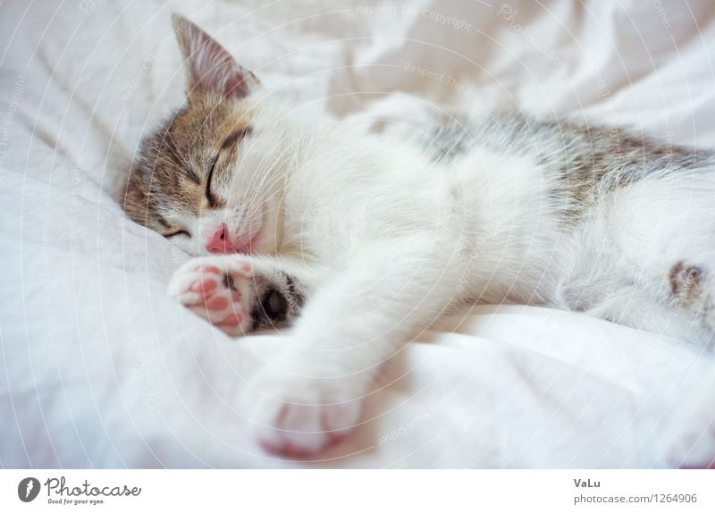 zZzzZ Bed Animal Pet Cat Animal face Pelt Paw 1 Baby animal Lie Sleep Dream Bright Brown Pink White Safety (feeling of) Love of animals Calm Kitten Colour photo