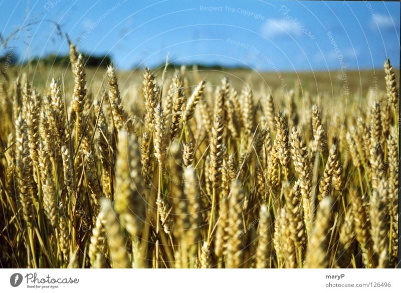 A Danish summer day Summer Cornfield Good mood Longing Blue sky Close-up summer wind View into the distance