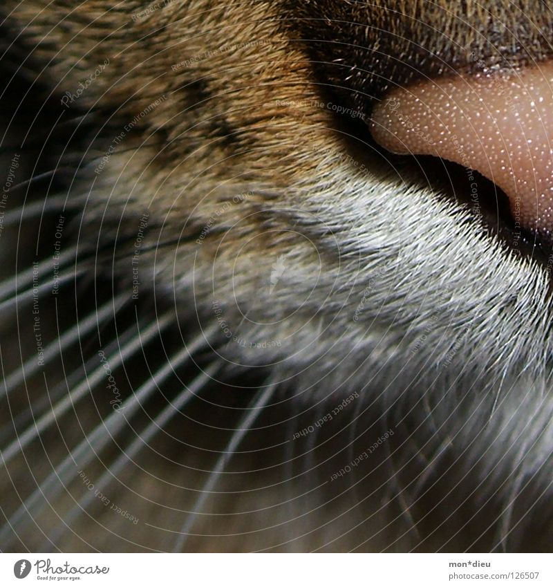 ...lipsweet... Cat Snout Animal Pelt Purr Macro (Extreme close-up) Close-up Mammal Domestic cat flews Nose Detail Section of image Partially visible Whisker Pet