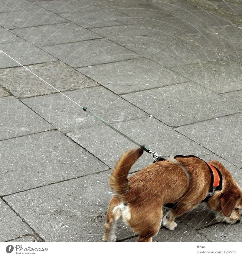 adrenaline rush Dog Brown Tails Concrete Sidewalk Traffic infrastructure Mammal Communicate Rope District Odor locate sound elixir of life Pull Legs Nerviness