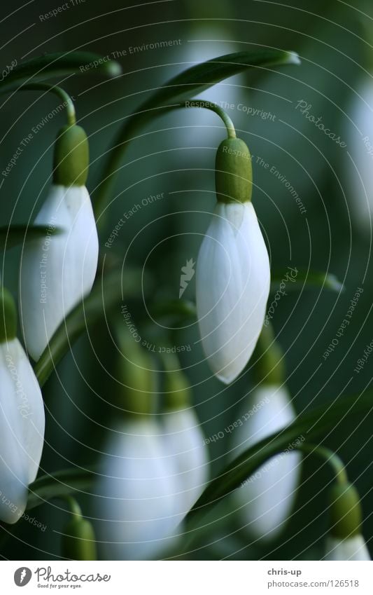 Snowdrops (galanthus nivalis) Flower Blossom Spring Green White Spring fever Botany Breach February Plant Fresh Seasons March Macro (Extreme close-up) Delicate