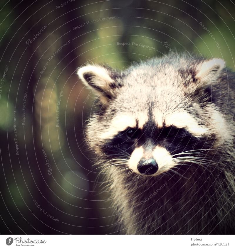 The Raccoons Disheveled Zoo Animal Pelt Enclosure Captured Bushy Cage Land-based carnivore Cute Mammal Obscure Park Bear racoon fuzzy zoo animal