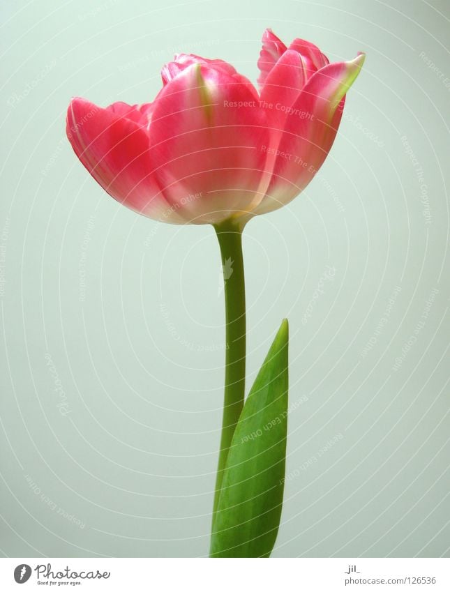 blush Tulip Blossom Flower Plant Force Delicate Beautiful Red Pink Green White Gray Life plump grey-green