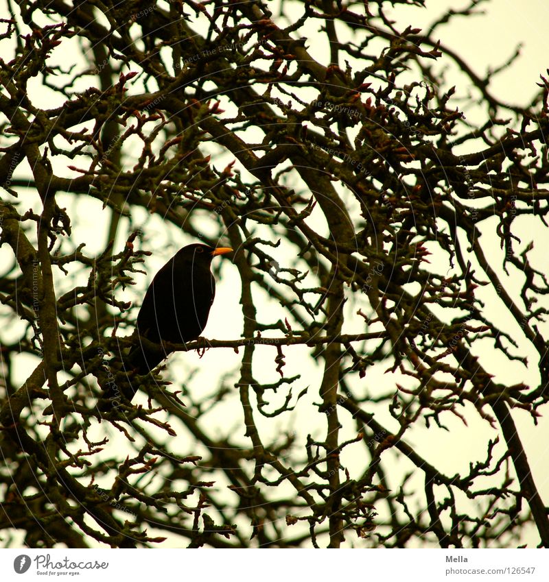 Blackbird winter II Environment Nature Tree Bushes Branch Twigs and branches Park Animal Bird Throstle 1 Crouch Sit Natural Gloomy Gray Colour photo