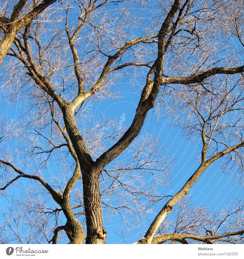 TREE CROWN Tree Fork Junction Leaf Wood Winter Dry Treetop Branch Blue Sky Tree trunk Thin