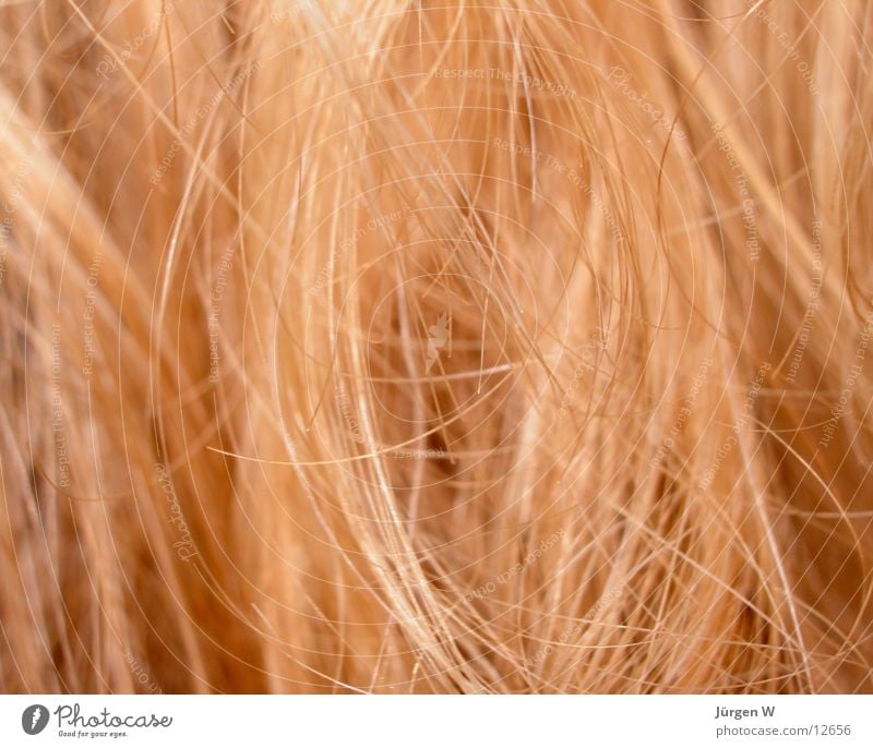 blonde Blonde Hair and hairstyles Close-up Human being Detail Macro (Extreme close-up) hair style