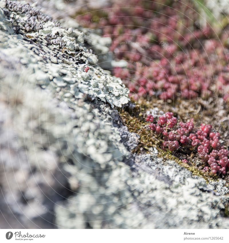 groundcover Nature Plant Moss Lichen Succulent plants Ground cover plant Rock Growth Small Sustainability Natural Dry Pink Silver Diligent Endurance Network