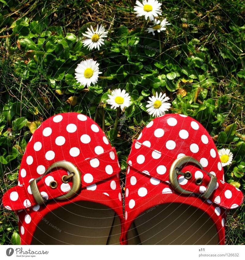 My sister's shoes Footwear Red White Green Point Spotted Buckle Meadow Grass Flower Blossom Daisy Plant 2 Clothing Obedient Bird's-eye view Girlish Woman Spring