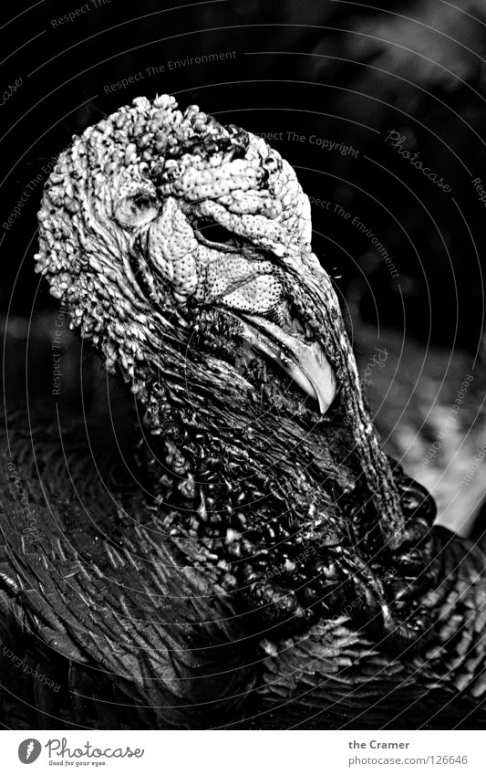 The Fear of Thanksgiving 2 Turkey Hen Bird Animal Agriculture Nutrition Public Holiday Black & white photo Keeping of animals outdoors Food