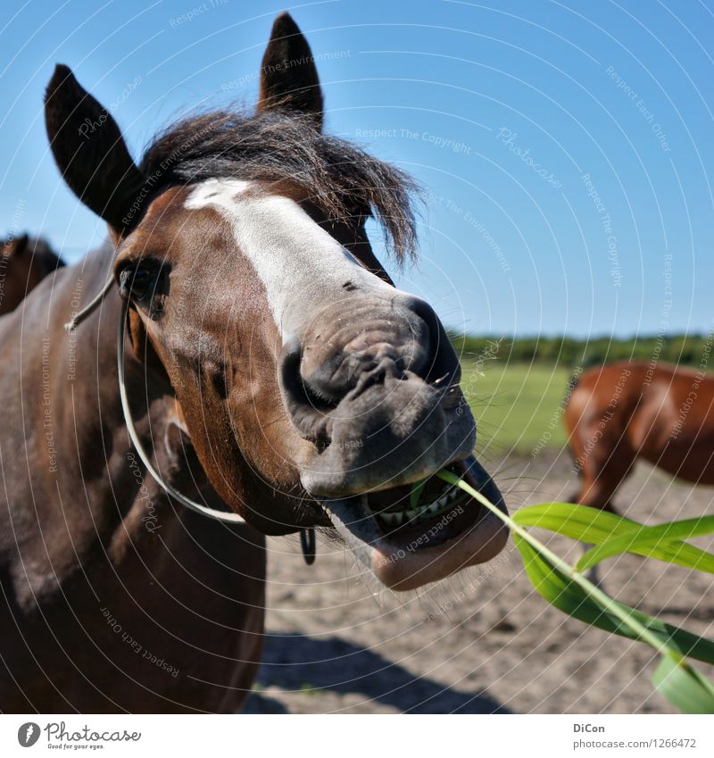 Give it to me! Horse 1 Animal Eating To feed Feeding Brash Blue Brown Green Colour photo Exterior shot Day Shallow depth of field Animal portrait