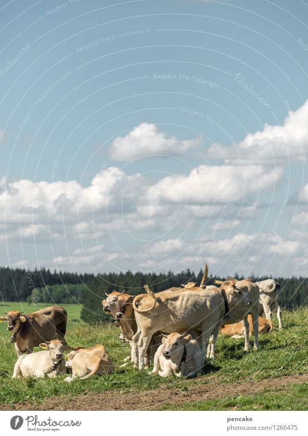Küa scheener wiad girls Nature Landscape Elements Earth Sky Clouds Summer Beautiful weather Meadow Field Mountain Allgäu Animal Pet Group of animals Herd