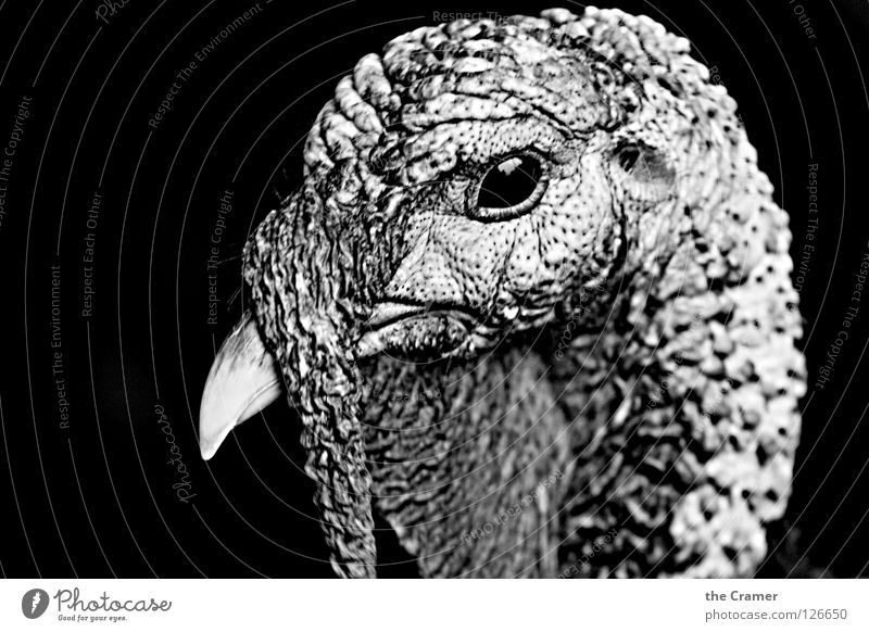 Fear of Thanksgiving 1 Turkey Hen Bird Animal Agriculture Nutrition Public Holiday Black & white photo Keeping of animals outdoors Food