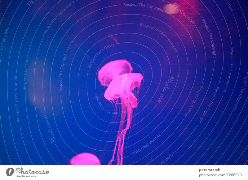 Jellyfish Spell 6 Animal Aquarium Esthetic Illuminate be afloat Exceptional Elegant Fantastic Round Beautiful Moody Together Movement Relationship Uniqueness