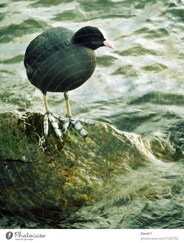 oversized feet Bird Large Stand Black Green Gale Beak Waves Undulating Lake Ocean Lakeside Feather Water wings Rescue Safety Dark Coot Barn fowl Feet Duck Stone