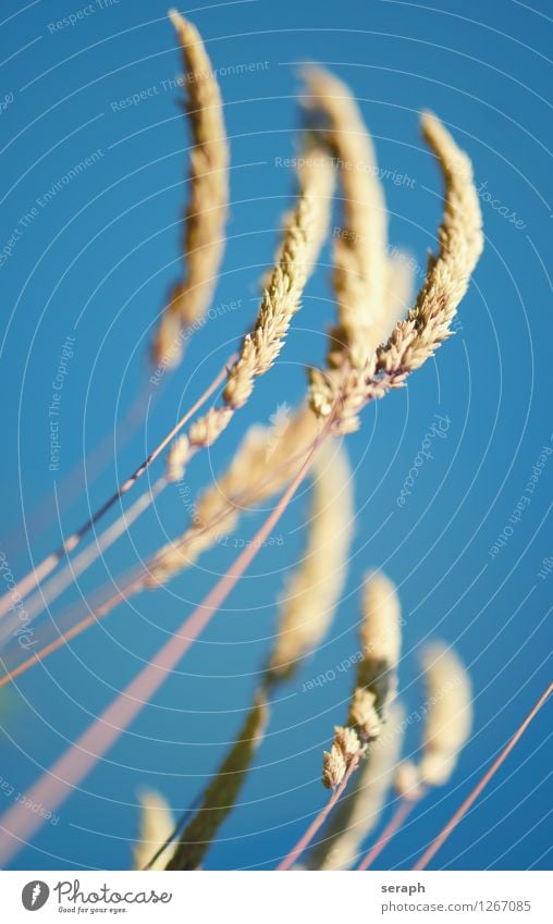 Grasses Structures and shapes Seed Blossom Ear of corn Blossoming Botany Plant Mature Macro (Extreme close-up) Blade of grass Nature Leaf habitat Stalk