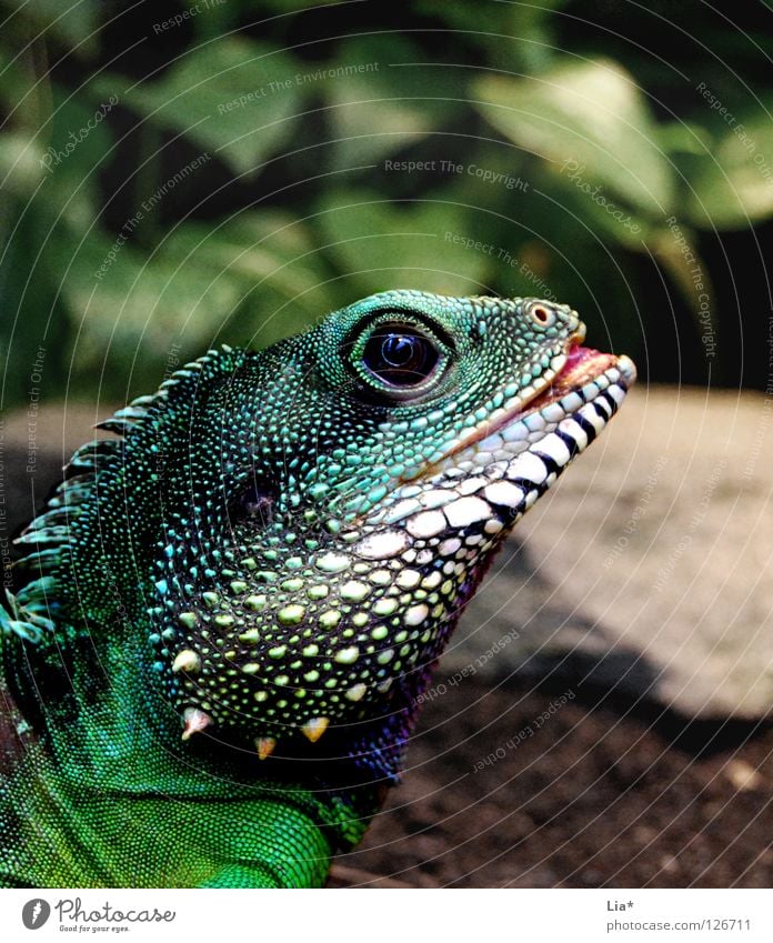 Exotic 2 Zoo Exceptional Colour Agamidae Water dragon Saurians Dragon Reptiles Dinosaur Iguana Tongue Spine Multicoloured Detail Looking Green Head Scales Eyes