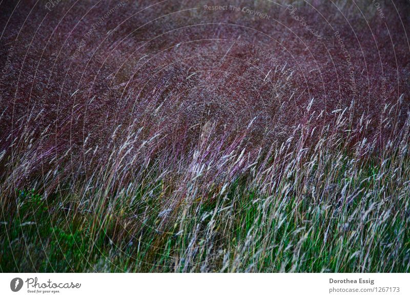 Grasses in the wind Nature Plant Summer pink grassy meadow Meadow Island Spiekeroog Blossoming Calm Moody Colour photo Exterior shot Close-up Deserted Morning