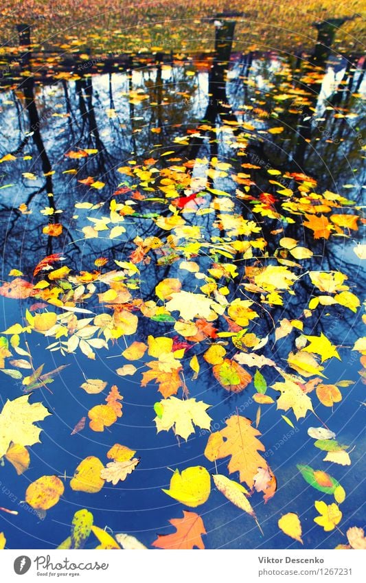 Autumn leaves floating in water Nature Plant Tree Leaf Forest Pond Lake River Bright Yellow Gold Colour fall October background colorful Seasons Puddle orange