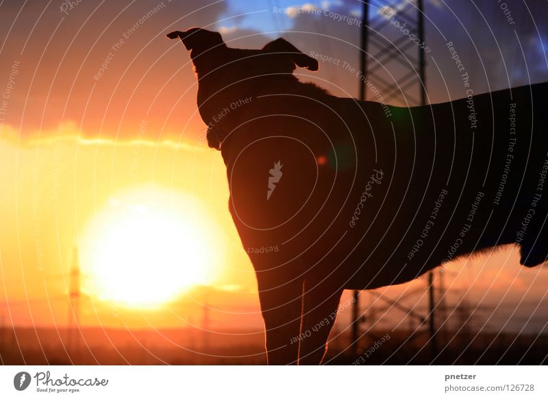 Well we're out there having fun... Dog Twilight Yellow Red Black Labrador Electricity Field To go for a walk Going Joy Animal Beautiful Sun Orange Silhouette