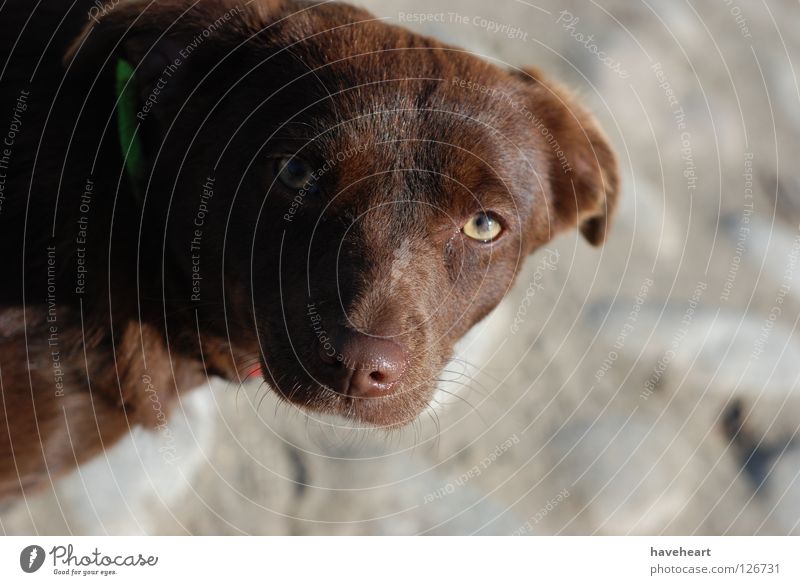 Glance / the gaze / Spojrzenie Dog Animal Animalistic Red Mammal Looking glance Style eyes brown