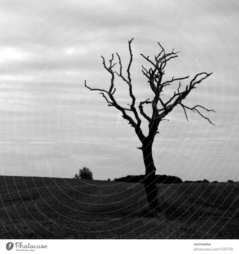 Dark Day Tree Death Wood Brittle Leafless Loneliness Moody Field Mecklenburg-Western Pomerania Direction Compass point East Gray Black Analog Medium format