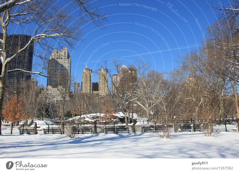 NEW YORK 11 Nature Beautiful weather Ice Frost Snow Park New York City Central Park Tourist Attraction Blue White Wanderlust Vacation & Travel Colour photo